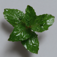 Mint Leaf Extract