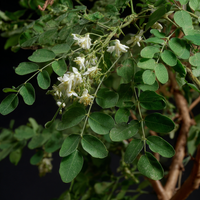 Moringa Extract