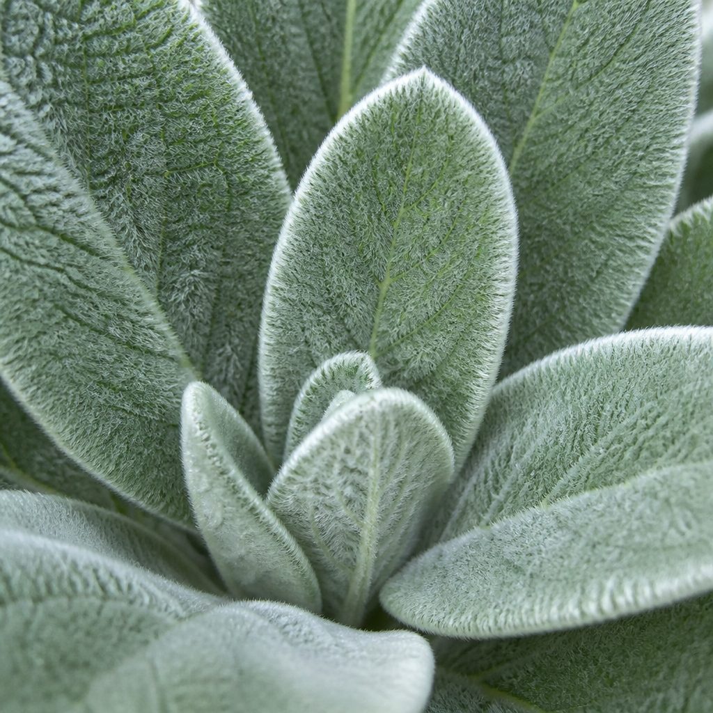 Mullein leaf extract ingredient